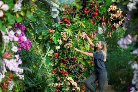 Jenny Forgie completing the orchid arches for Kew's Orchid Festival 2018. Credit%3A RBG Kew.